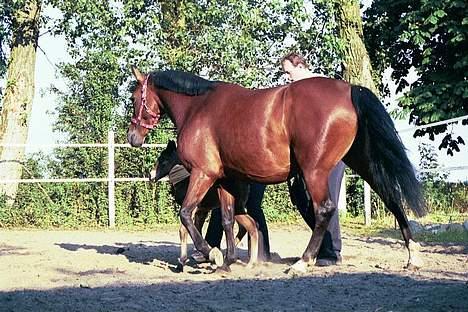 Fuldblod (XX) Savannah*solgt* billede 9