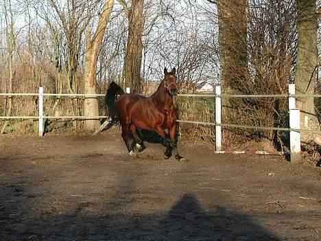 Fuldblod (XX) Savannah*solgt* billede 10