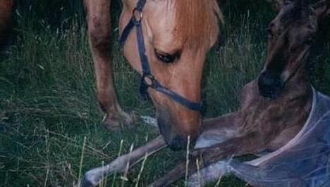Anden særlig race Callime (Død 2010) - Hvor er jeg!! Lige født og helt våd bag ørene. Mama billede 49