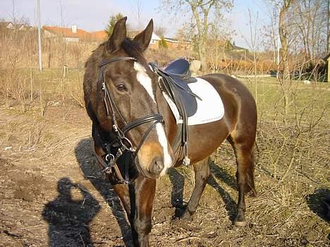 Anden særlig race Lafite Rôthchild - Lafite efter en lille ridetur på vintermarken, i marts 2004 billede 1