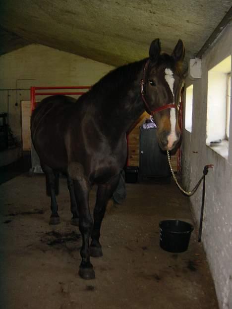 Anden særlig race Lafite Rôthchild - Lafite kigger undrende på mig inde i stalden billede 3