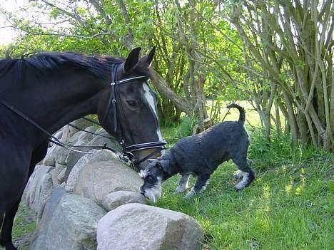 Anden særlig race Lafite Rôthchild - Lafite sammen med min hund Pinot billede 4