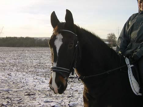 Anden særlig race Lafite Rôthchild billede 5