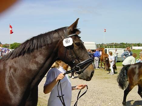 Anden særlig race Lafite Rôthchild - Lafite i 2001, til 4H-dyrskue billede 6