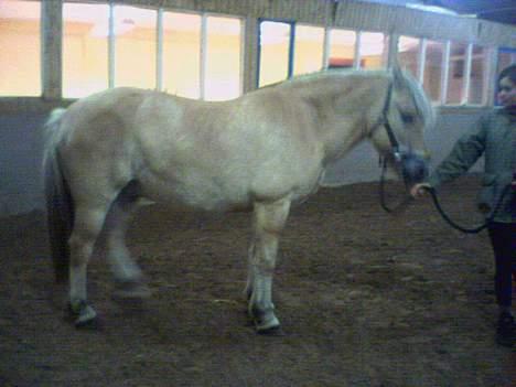 Fjordhest Charlie...Død.. billede 7