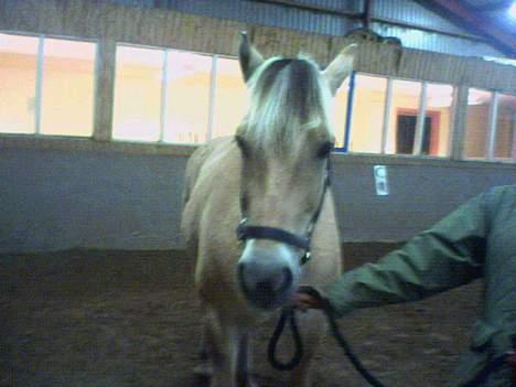 Fjordhest Charlie...Død.. billede 8