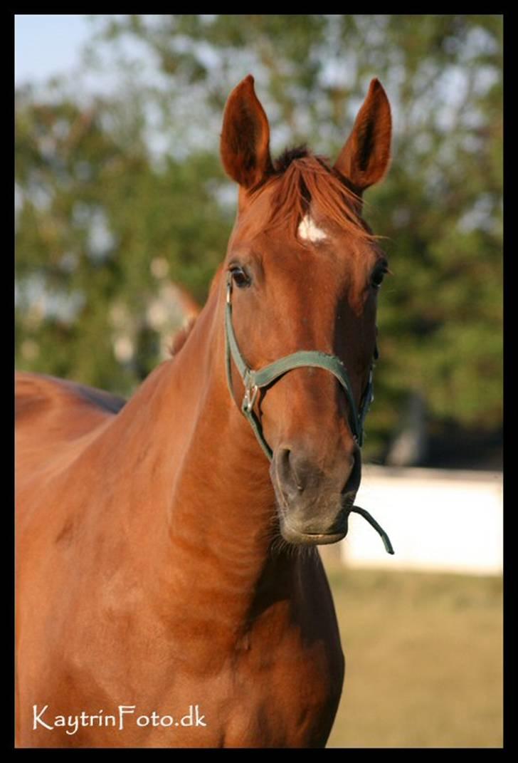 Dansk Varmblod Isabella † - Smukke Isabella i aftensolen d. 9 Juli 2007 billede 1