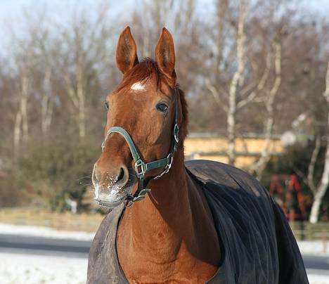 Dansk Varmblod Isabella † - Isabella på folden d.25-1-2007 billede 2