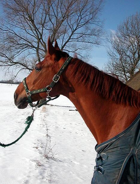 Dansk Varmblod Isabella † - Min skønne bellemor i sneen billede 3