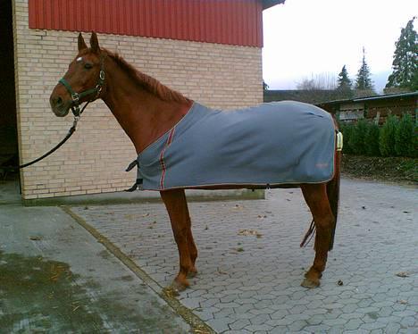 Dansk Varmblod Isabella † - Isabella på vej hjem fra en ridetur d. 6-12-06 billede 4