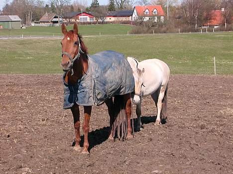 Dansk Varmblod Isabella † - Selvom Isabella er stor, kan Mickey ikke gemme sig bag hende... billede 5