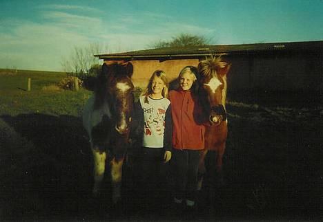 Islænder Fifi fra Vium - Fifi til venstre :=) billede 5