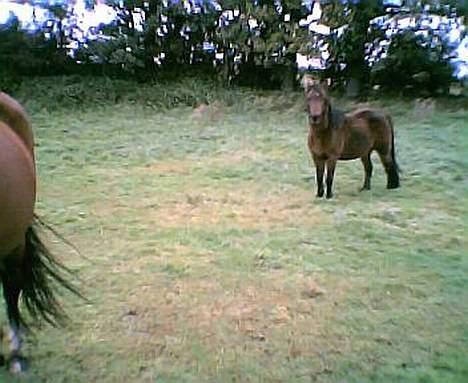 Anden særlig race Lotte - NYT Taget d. 25 september billede 7