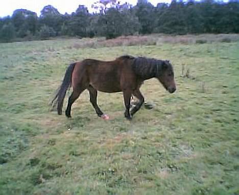Anden særlig race Lotte - NYT Taget d. 25 september billede 9