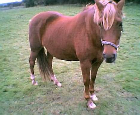 Anden særlig race Cherie - NYT taget d. 25 sep. billede 9