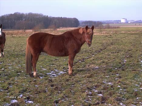 Anden særlig race Cherie - NYT Taget d. 26 januar billede 10