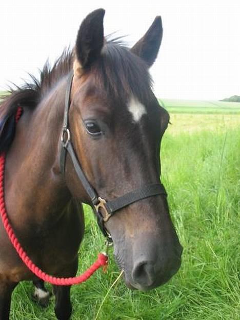 Anden særlig race Stella  - På græs 2005 billede 1