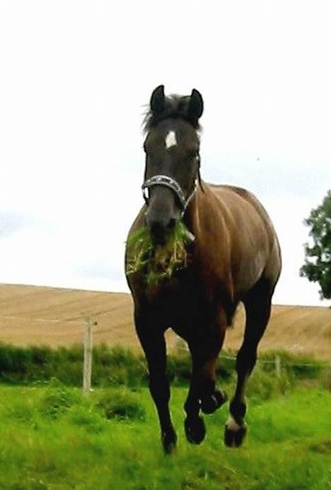 Anden særlig race Stella  - fuld fart frem, foto: vicki lund billede 5