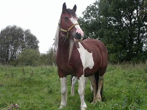 Tinker Lysholm's Aisling - Her vogter jeg billede 1