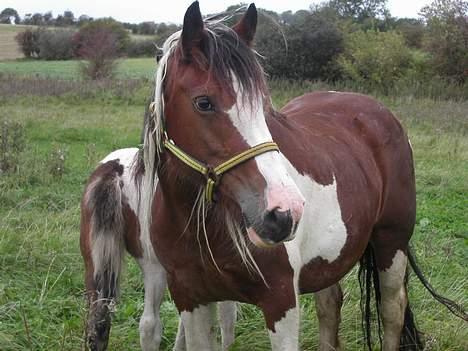 Tinker Lysholm's Aisling - Jeg passer på mit lille føl billede 2