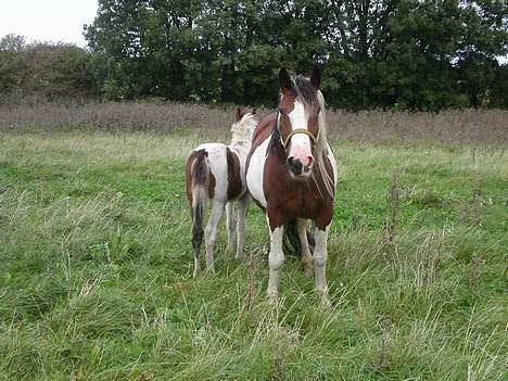 Tinker Lysholm's Aisling - Forlæns og baglæns billede 3