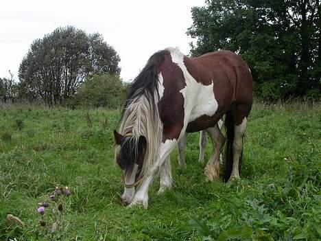 Tinker Lysholm's Aisling - Klør det så klør det billede 4