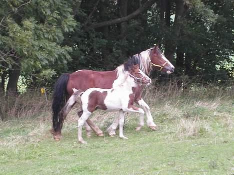 Tinker Lysholm's Aisling - Her er hun med sit lille hingsteføl billede 5