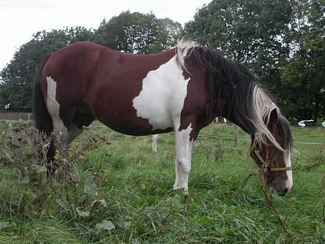 Tinker Lysholm's Aisling - Der er ikke noget berdre end frisk græs billede 6