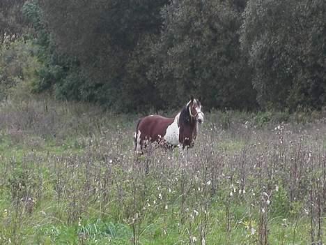 Tinker Lysholm's Aisling - Min smukke hoppe...... billede 7