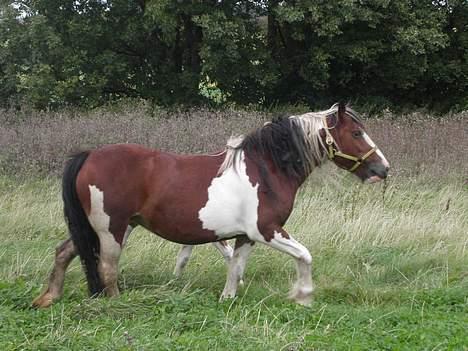 Tinker Lysholm's Aisling - Hvor blev føllet af ???? billede 8