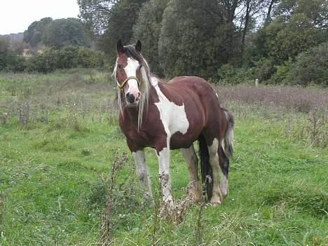 Tinker Lysholm's Aisling - Så gemmer jeg mig bare heromme.... billede 9