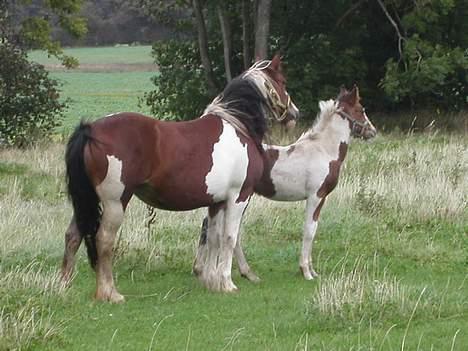 Tinker Lysholm's Aisling - Her er hun igen med sit 4 mnd. hingsteføl billede 10