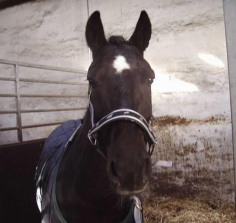 Anden særlig race Stella  - i boksen med hendes nye grime fra herning... billede 4