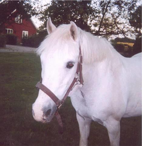 Anden særlig race Yousette (R.I.P.) - Her står hun på marken og ser sød ud.. billede 1