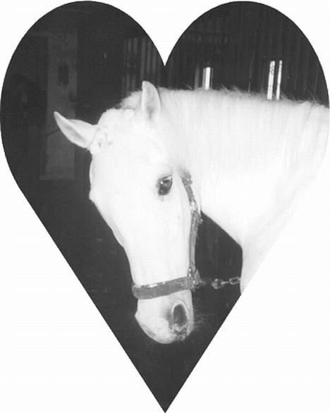 Anden særlig race Yousette (R.I.P.) - Hmm...hvorfor stor du der og tager billeder??? billede 4