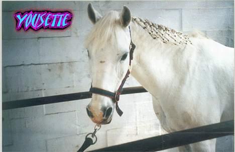 Anden særlig race Yousette (R.I.P.) - Her er hun i Bramming og venter på at det skal blive hendes tur.. billede 5