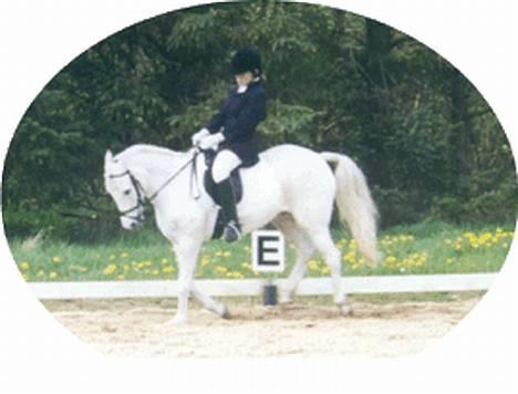 Anden særlig race Yousette (R.I.P.) - Til stævne i Bramming... billede 6