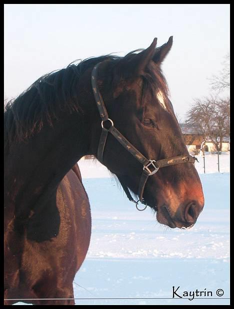 Oldenborg Sigurd Søndervang †  - Smuk smuk og atter smuk og dejlig i sneen d. 15 Februar 2005 billede 8