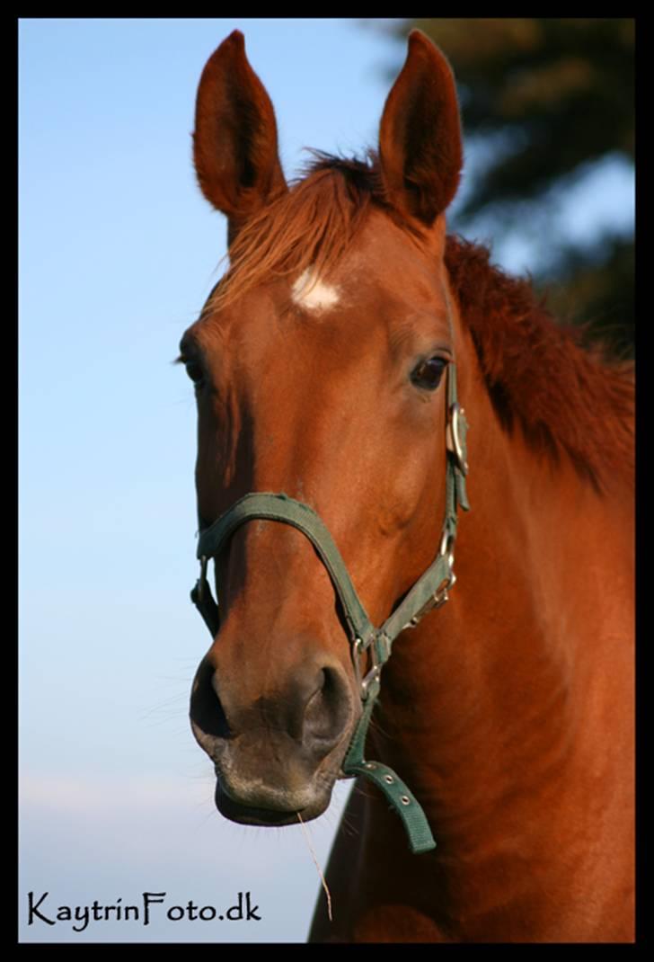 Dansk Varmblod Isabella † - Dejlige isabella på folden d. 13 september 07 billede 8