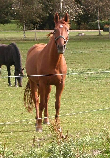 Dansk Varmblod Isabella † - En altid vågen belle-mor :o) billede 9