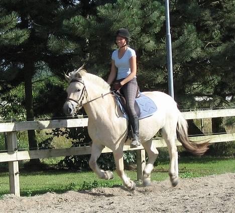 Fjordhest Ågerupgårds Mickey -Solgt - Mickey og jeg i galop på ridebanen ;o) Weeeeh! billede 8