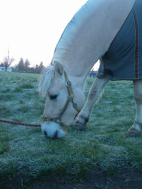 Fjordhest Ågerupgårds Mickey -Solgt - Mickey en December morgen ude og gå tur :o) NAM NAM, græsset er SKØNT! billede 9