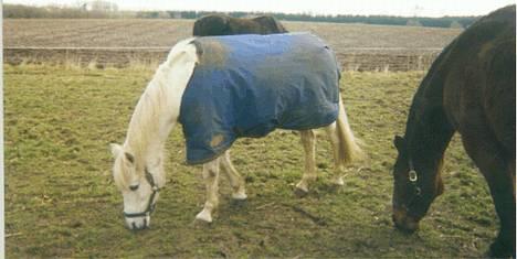 Anden særlig race Yousette (R.I.P.) - Her står hun og græsser sammen med Samson.. billede 7