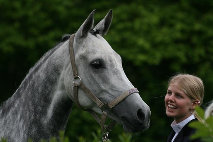 Arabisk fuldblod (OX) A'peal - Apeal <3 Til Højelsecup (: billede 1