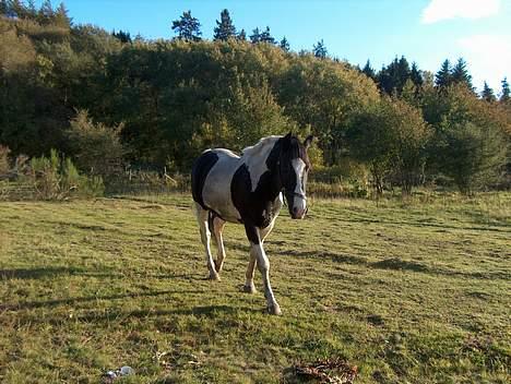 Pinto Tajhs billede 4