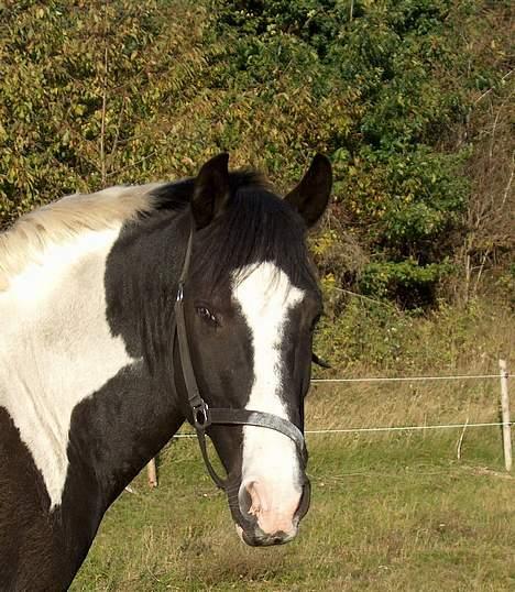 Pinto Tajhs billede 5