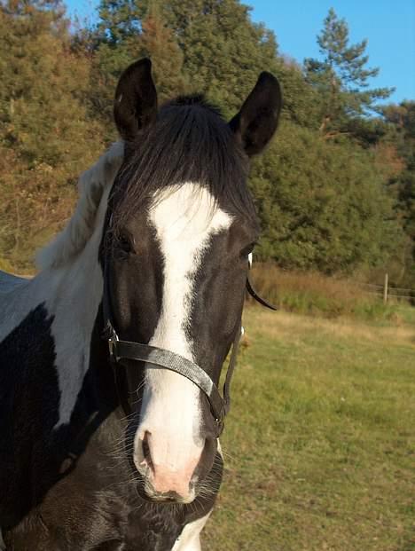 Pinto Tajhs billede 6