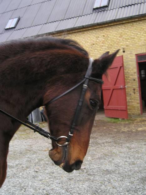 Oldenborg Jumbo - dejlig Jumbo-dreng...!   (ved godt at kæberemmen starmmer lidt, men det er størelse xfull og den sidder i sidste hul, hehe, han er en JUMBO)...! HVIS DU STEMMER I MINE UDFORDRINGER OG LIGE NÆVNER DET VIA BESKED, SÅ STEMMER JEG TILBAGE HOS DIG...!      billede 1