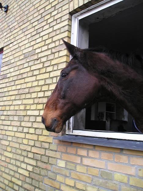 Oldenborg Jumbo - dejlige jumbo-drengen i sin box, nytårsaftensdag...!    =o) billede 2