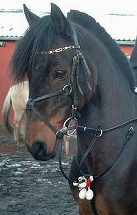 Connemara Borredalens Eight Garbo - til stævne i år 2004 i BDOR billede 1